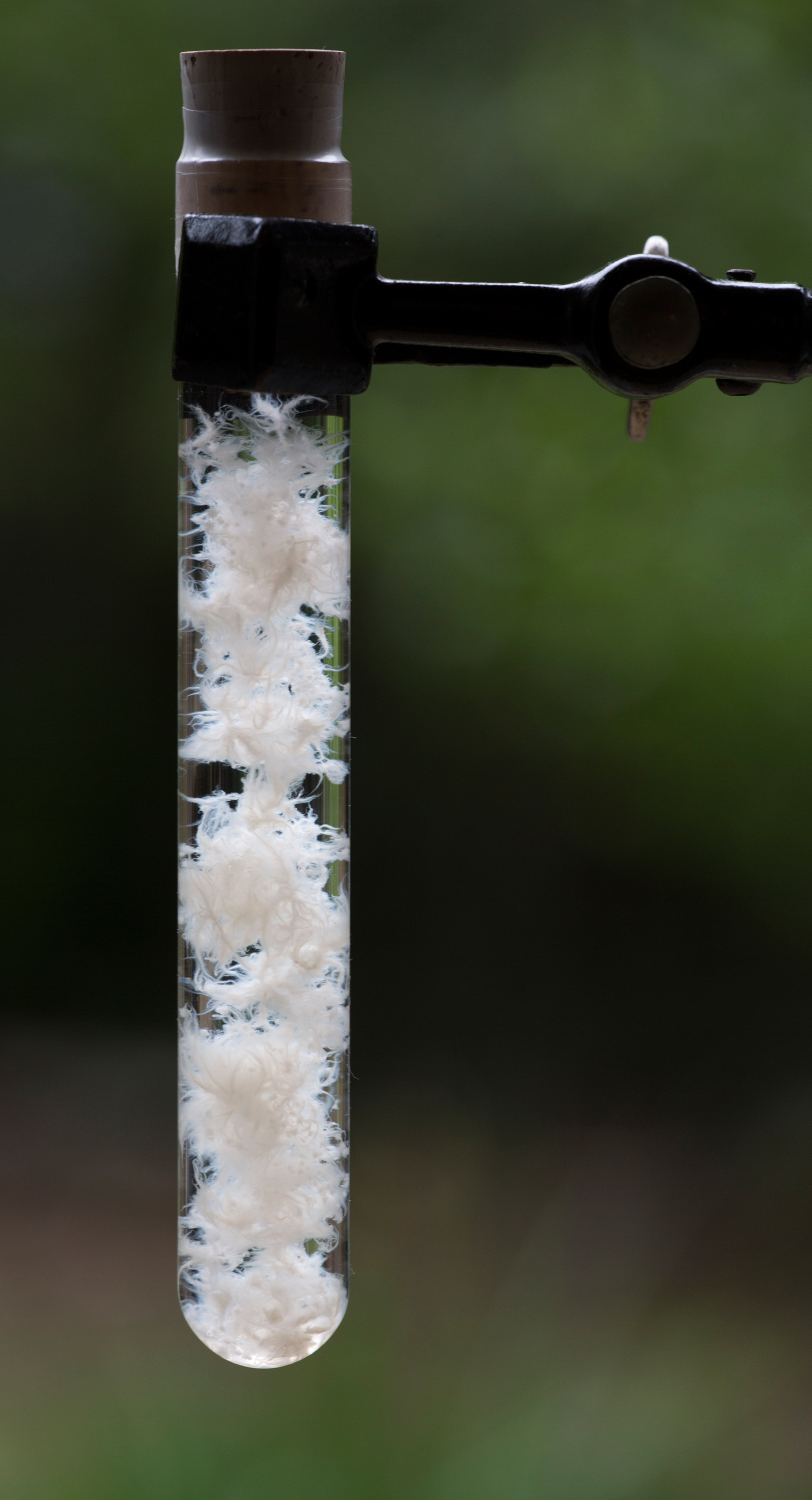 12. NASCO:STO content fungi pellets liquid culture ©Maurizio_Montalti_Officina Corpuscoli