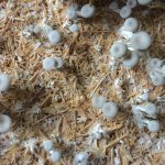 Exhibition // Wood Fungi Conference @Mycelia – Gent (BE) Exhibition // Wood Fungi Conference @Mycelia – Gent (BE)